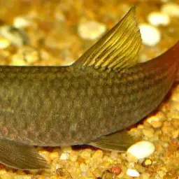 Red Tail Garra, photo 3