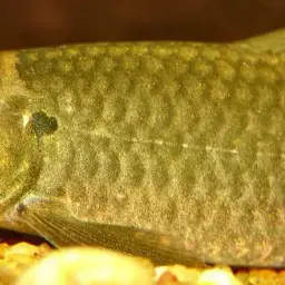 Red Tail Garra, photo 4