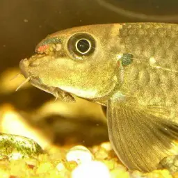 Red Tail Garra, photo 5