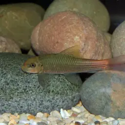 Red Tail Garra, photo 6