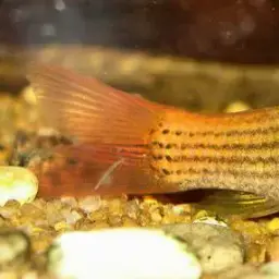 Red Tail Garra, photo 7