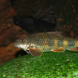 Spotted garra, photo 1