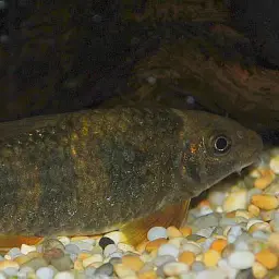 Spotted garra, photo 3