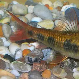 Spotted garra, photo 4