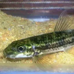 Periyar Garra, photo 1