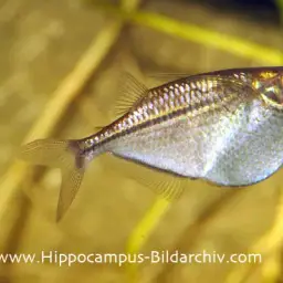 Spotted Hatchetfish, photo 2