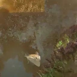 Spotted Hatchetfish, photo 3