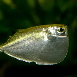 Silver Hatchetfish, photo 1