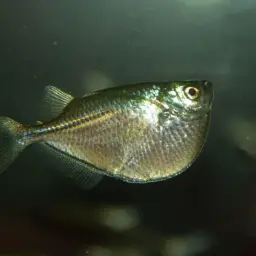 Silver Hatchetfish, photo 2