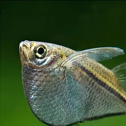 Silver Hatchetfish, photo 3