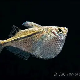 Silver Hatchetfish, photo 4