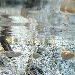 Silver Hatchetfish, photo 5