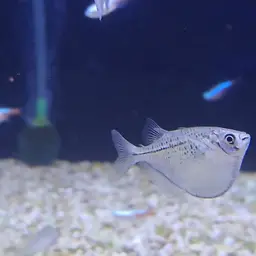 Silver Hatchetfish, photo 7