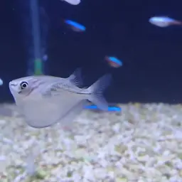 Silver Hatchetfish, photo 8