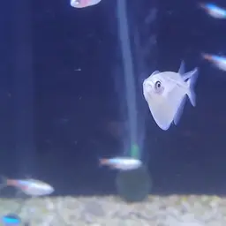 Silver Hatchetfish, photo 9