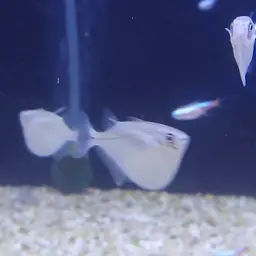 Silver Hatchetfish, photo 10