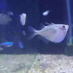 Silver Hatchetfish, photo 11