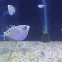 Silver Hatchetfish, photo 12