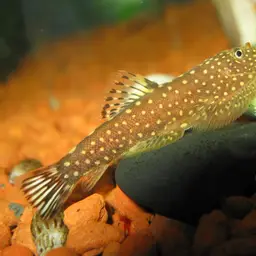 Borneo Sucker