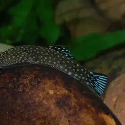 Borneo Sucker, photo 5