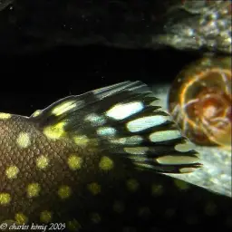 Borneo Sucker, photo 6