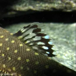 Borneo Sucker, photo 7