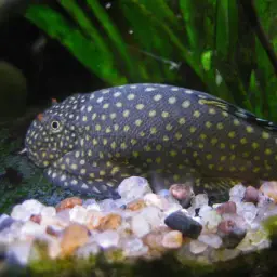 Borneo Sucker, photo 8