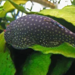 Borneo Sucker, photo 9