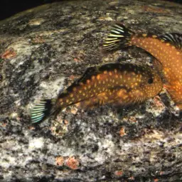 Borneo Sucker, photo 11