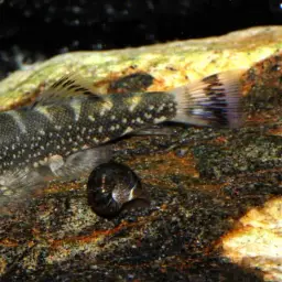 Borneo Sucker