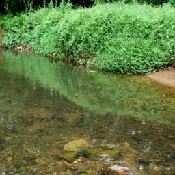 Borneo Sucker, photo 3
