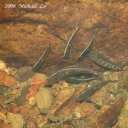 Borneo Sucker, photo 4