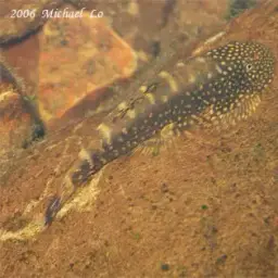 Borneo Sucker, photo 5