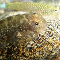 Borneo Sucker, photo 7