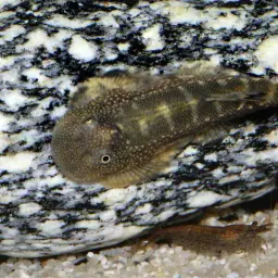 Borneo Sucker, photo 8