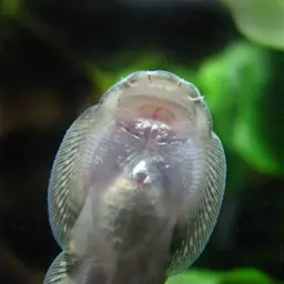 Borneo Sucker, photo 9