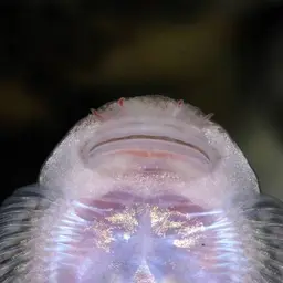 Borneo Sucker, photo 10