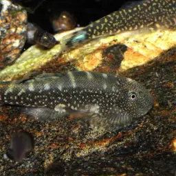 Borneo Sucker, photo 11