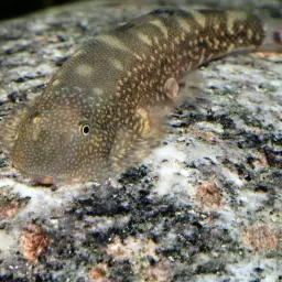 Borneo Sucker, photo 12