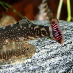 Eyespotted Borneo sucker, photo 2