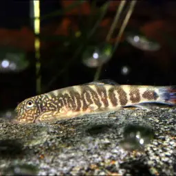 Eyespotted Borneo sucker, photo 4