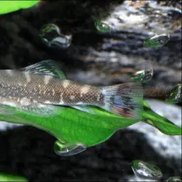 Eyespotted Borneo sucker, photo 7