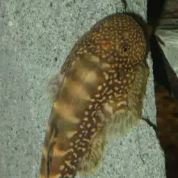 Eyespotted Borneo sucker, photo 10