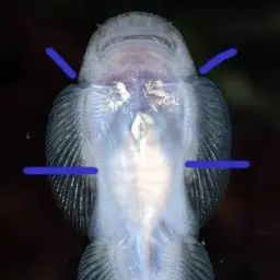 Eyespotted Borneo sucker, photo 1