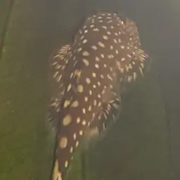 Spotted Hillstream Loach, photo 1