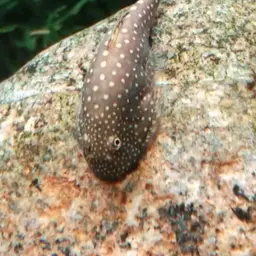 Spotted Hillstream Loach, photo 2