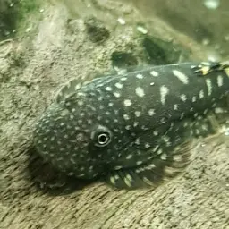 Spotted Hillstream Loach, photo 3