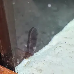 Spotted Hillstream Loach, photo 5