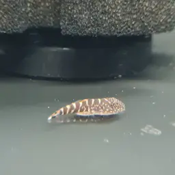 Spotted Hillstream Loach, photo 6