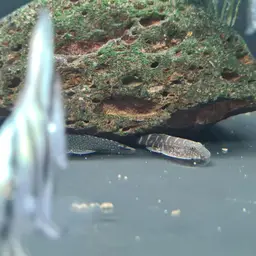 Spotted Hillstream Loach, photo 7